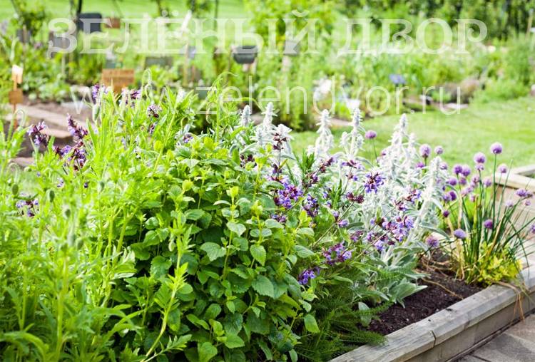 Полезные лекарственные растения на собственном участке