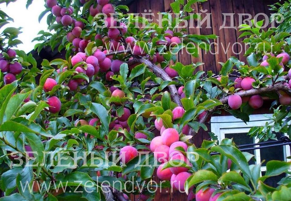 Тенистый плодовый сад