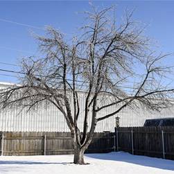 «Солитер» – основа вашего сада