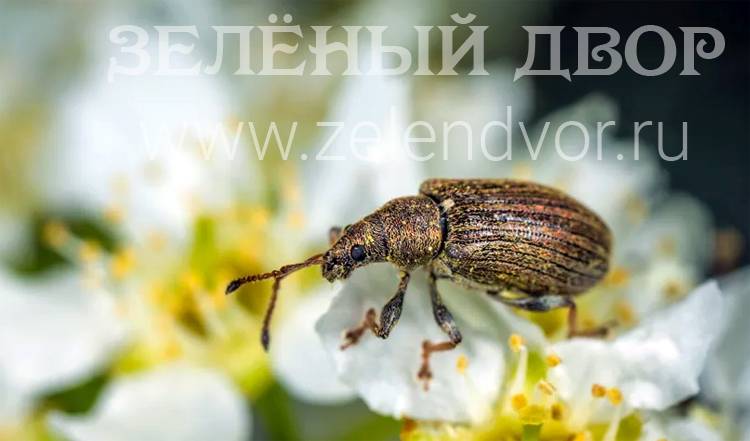 Яблонный цветоед - вредитель, уничтожающий яблоневые деревья