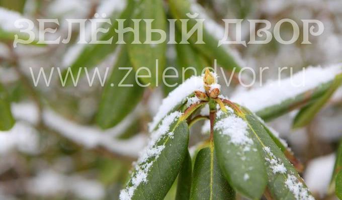 Заморозки в мае - неприятное явление для садовода