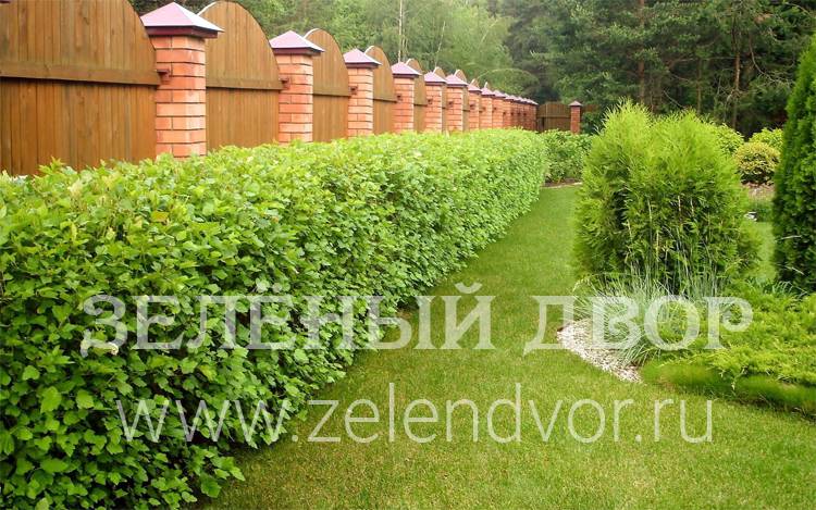 Зелёная живая изгородь в саду