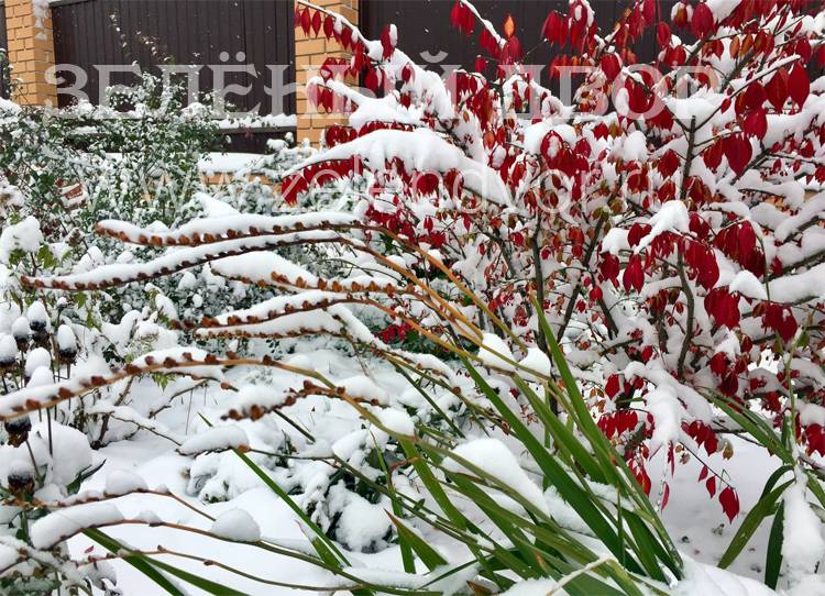 Зимние кустарники в саду