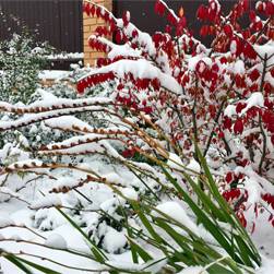 Яркие зимние кустарники, украшающие сад