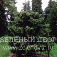 Вид 2