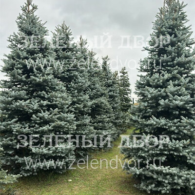 Вид 1