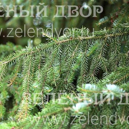Вид 1