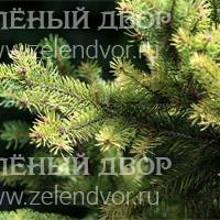 Вид 4