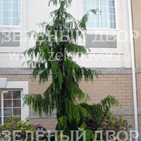 Вид 3