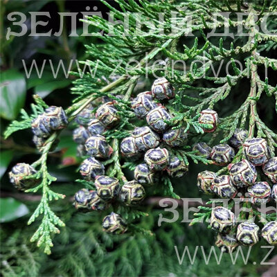 Вид 1