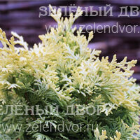Вид 4