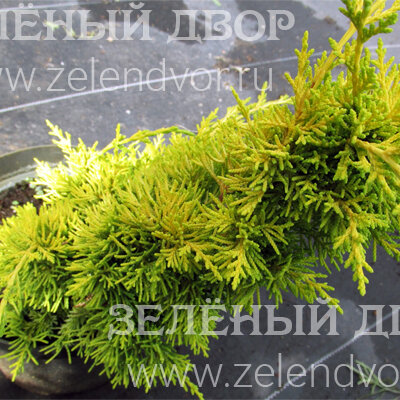 Вид 1