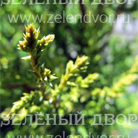 Вид 4