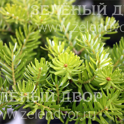 Вид 1