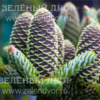 Вид 2