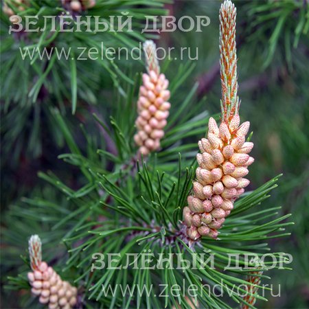 Вид 1