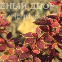 Вид 2