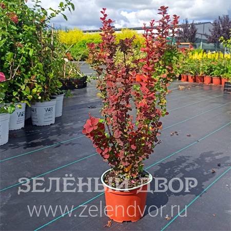 Вид 1