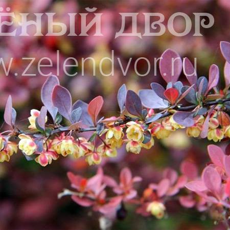 Вид 1