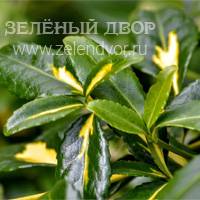 Вид 2