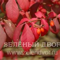 Вид 2