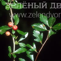 Вид 4