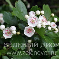 Вид 2