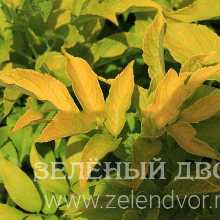 Вид 1