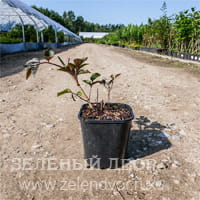 Вид 4