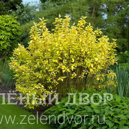 Вид 1