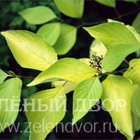 Вид 2