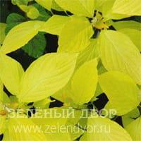 Вид 3