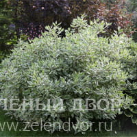 Вид 2