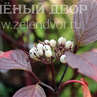 Вид 4