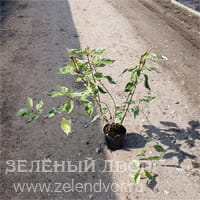 Вид 4