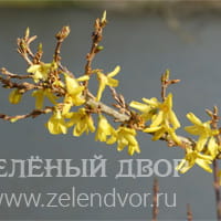 Вид 4