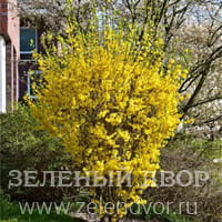Вид 4