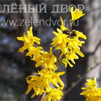 Вид 3