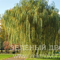 Вид 2