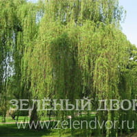 Вид 3