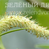 Вид 4