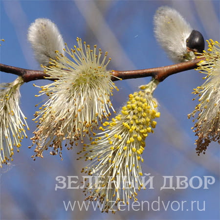 Вид 1
