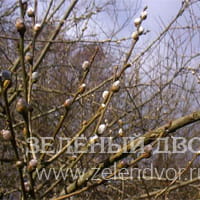 Вид 4