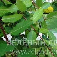Вид 3