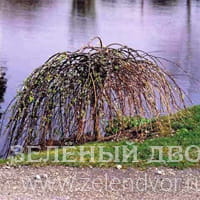 Вид 4
