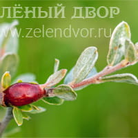 Вид 3