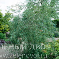 Вид 2
