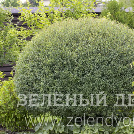 Вид 1