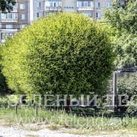 Вид 2