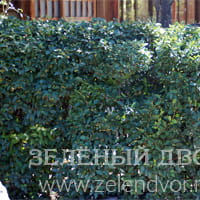 Вид 2